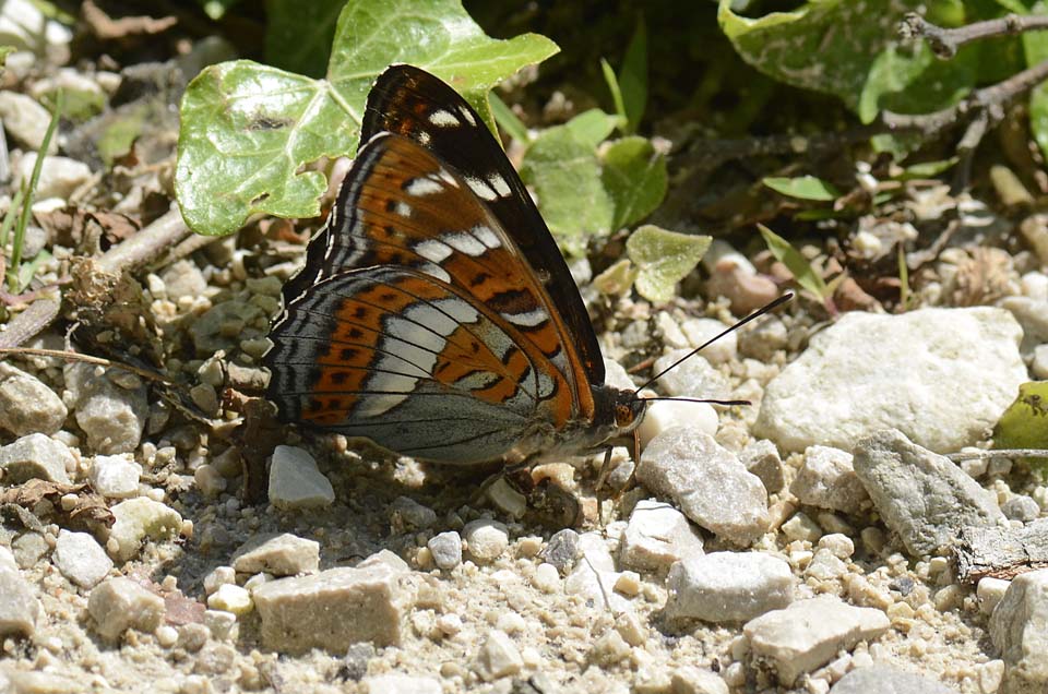 Emozione.... Limenitis populi